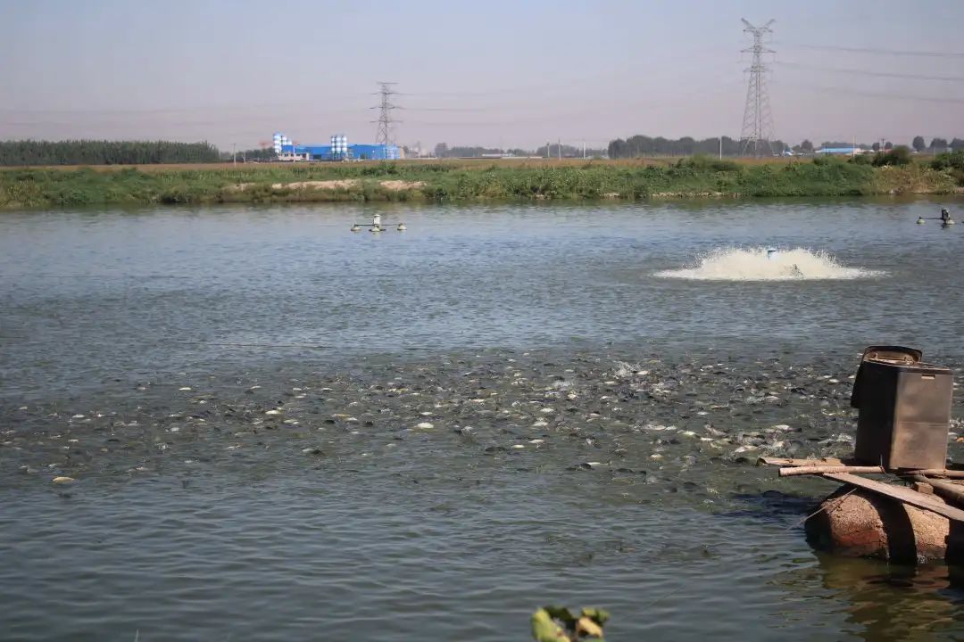 em菌鱼塘调水质可以连续用吗,鱼塘水绿能用em菌解决吗