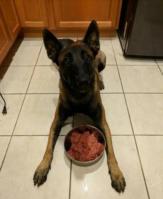 马犬属于禁养犬吗,马犬一只让人不敢养的狗