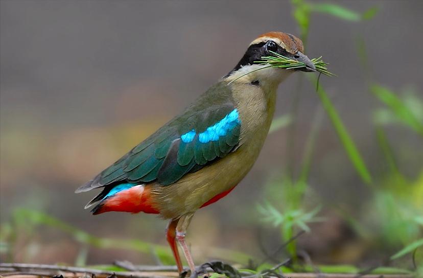 50张最佳鸟类摄影作品,鸟儿大全大图