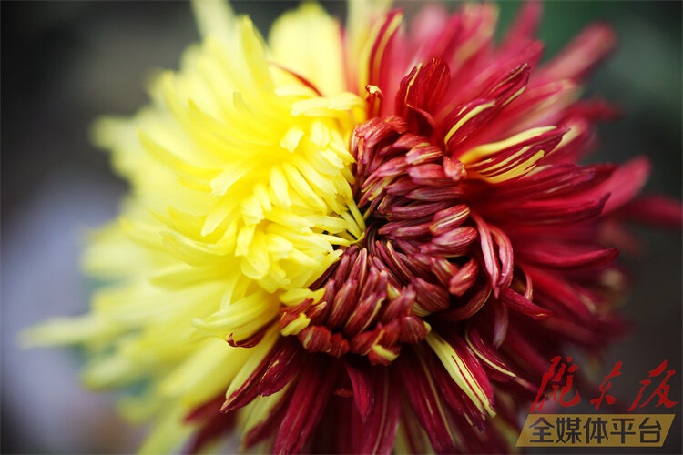 寒花已开尽菊蕊独盈枝的意思,寒花开已尽菊蕊独盈枝杜甫