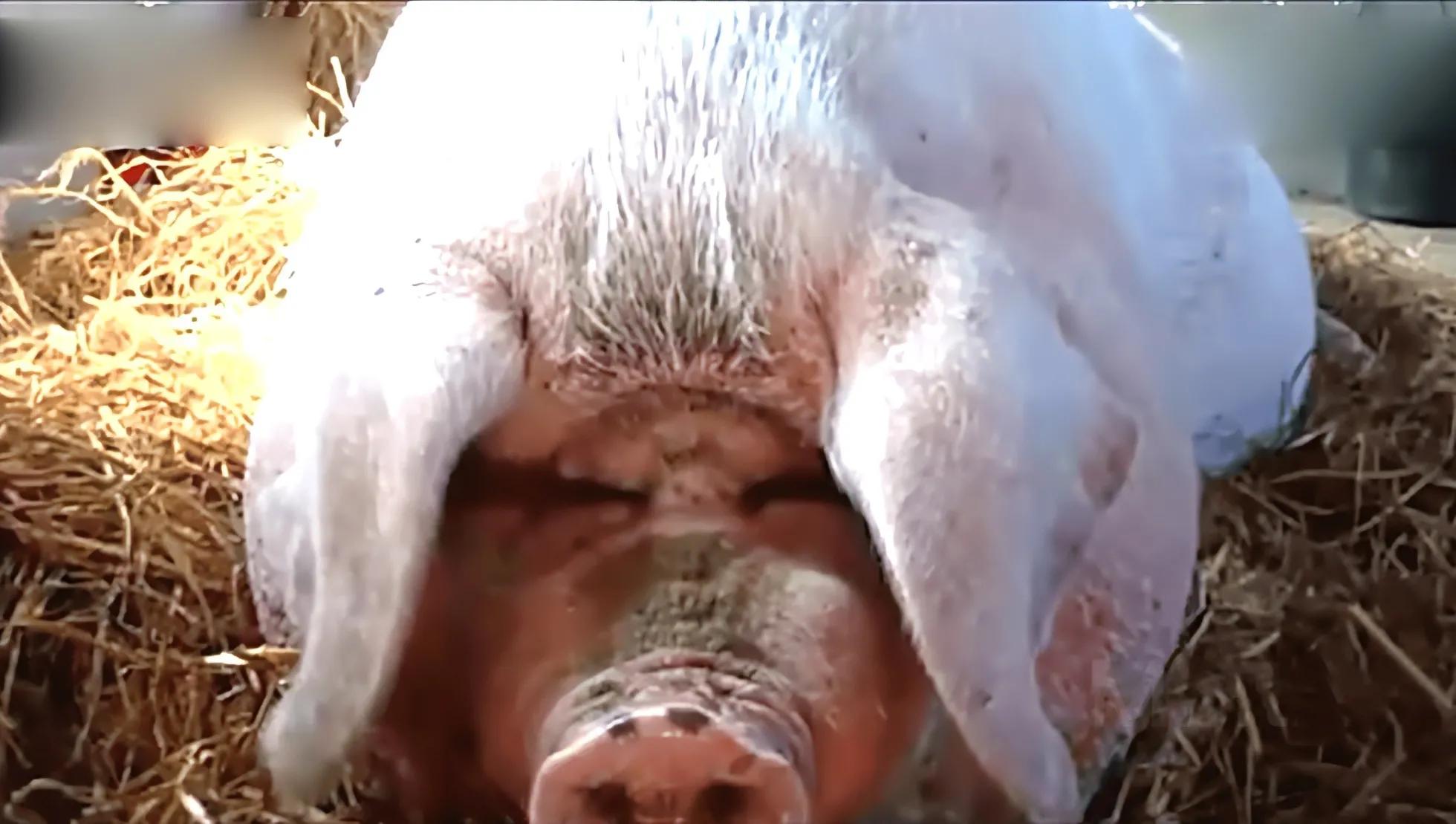 1997年她花302元买下一只猪仔，3年后出价2万都不肯卖