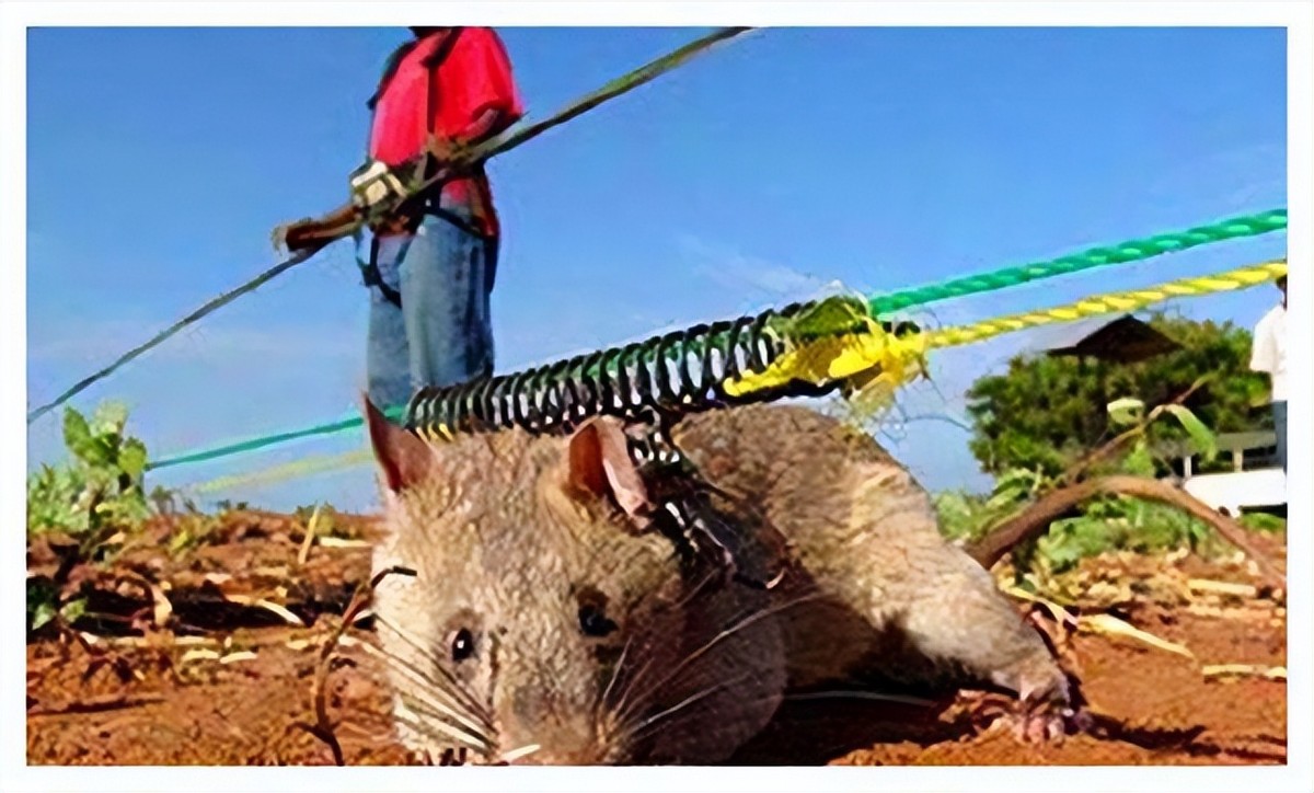 脚踩120万枚地雷，清理最少要4000年，非洲人用笨办法搞定