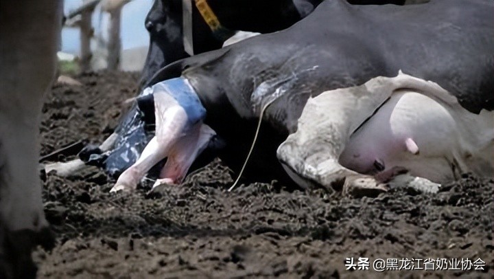 奶牛真胃移位怎么回事,奶牛真胃扩张的症状治疗方法