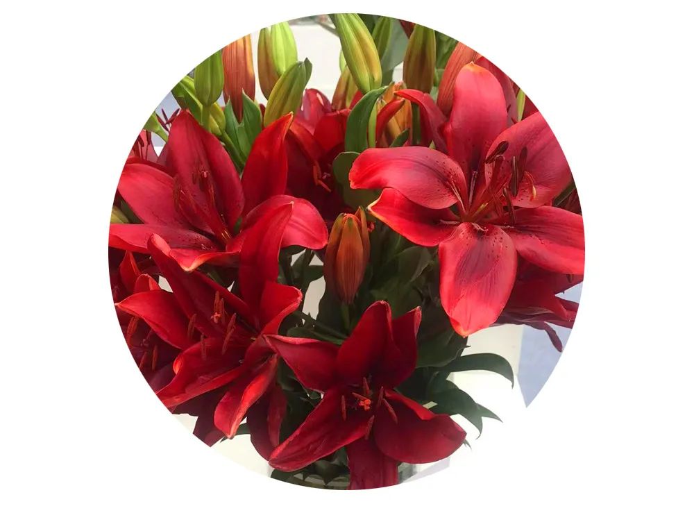 最美邂逅：百合博览园里美不胜收的名贵之花