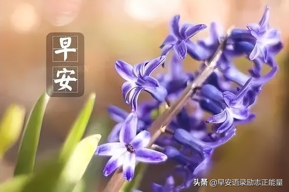 励志早安心语配图微商,励志微商正能量早安语录图片大全