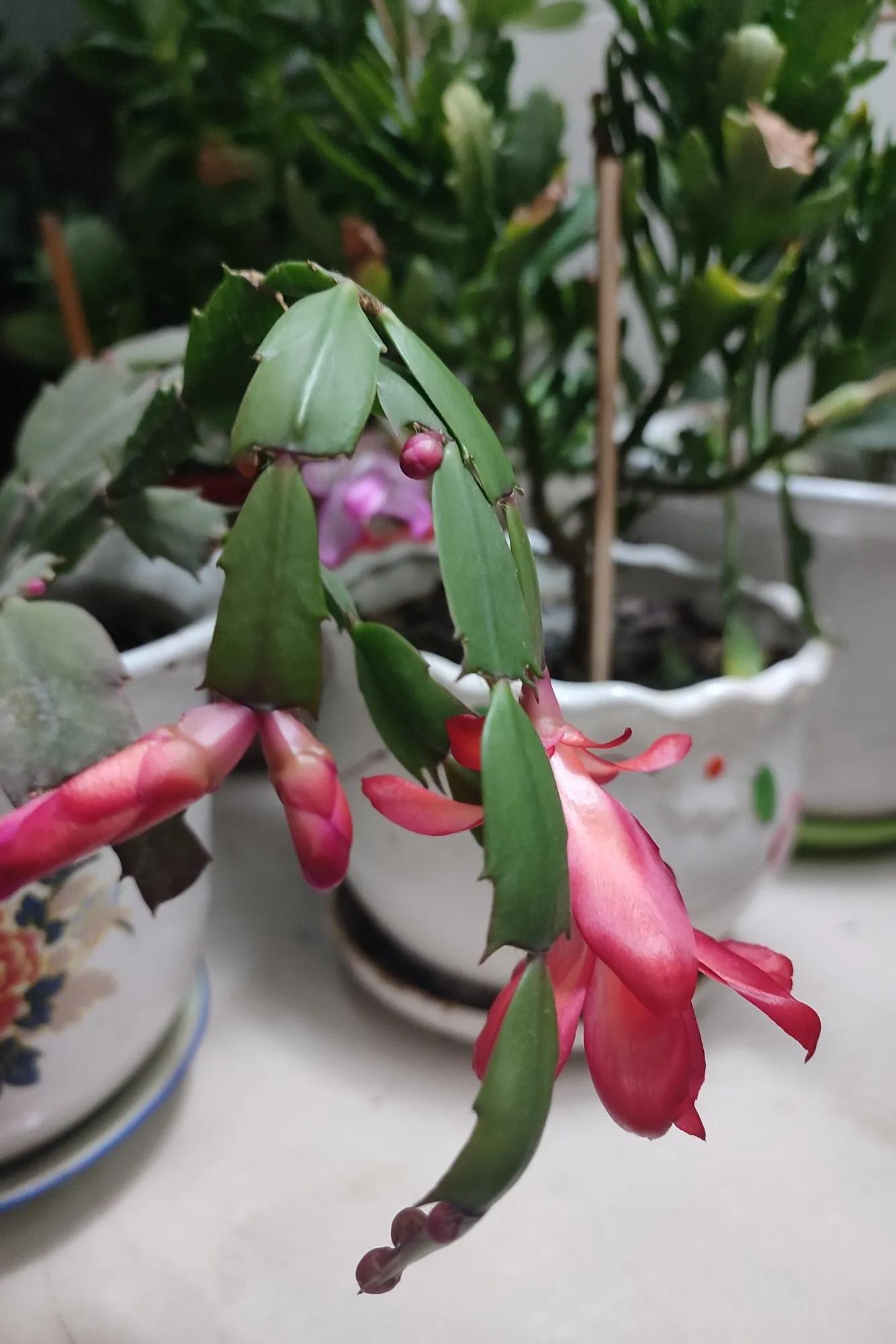 婀娜多姿旗袍美女,袅娜多姿代表什么