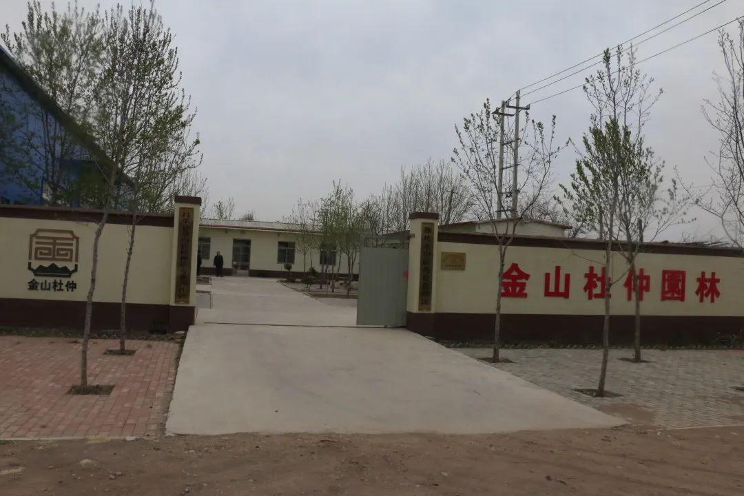 特色产业助力乡村振兴|鄌郚杜仲“小”雄花助农“大”增收