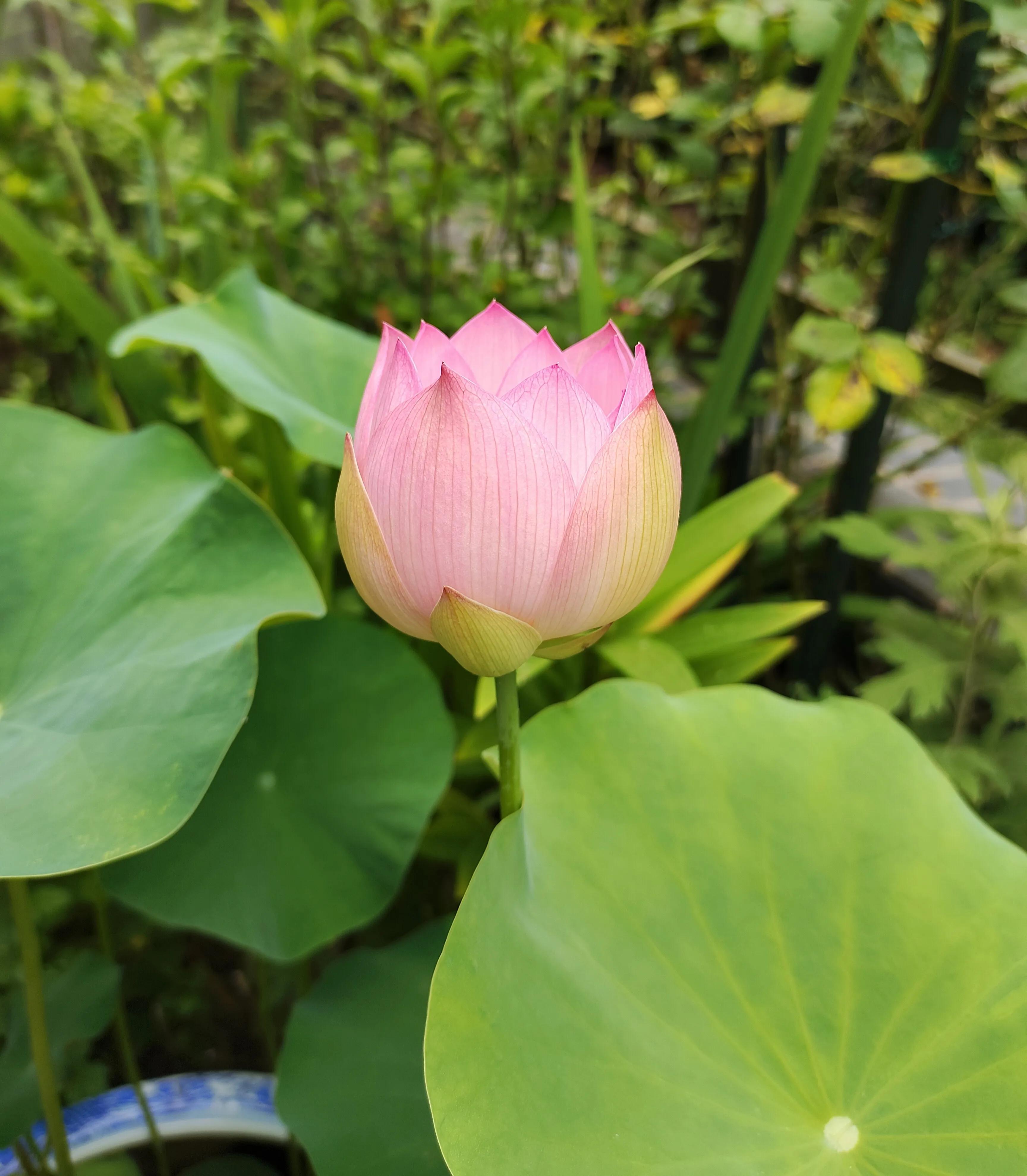 夏天，荷叶，葡萄，草坪，园子里的清凉搭配