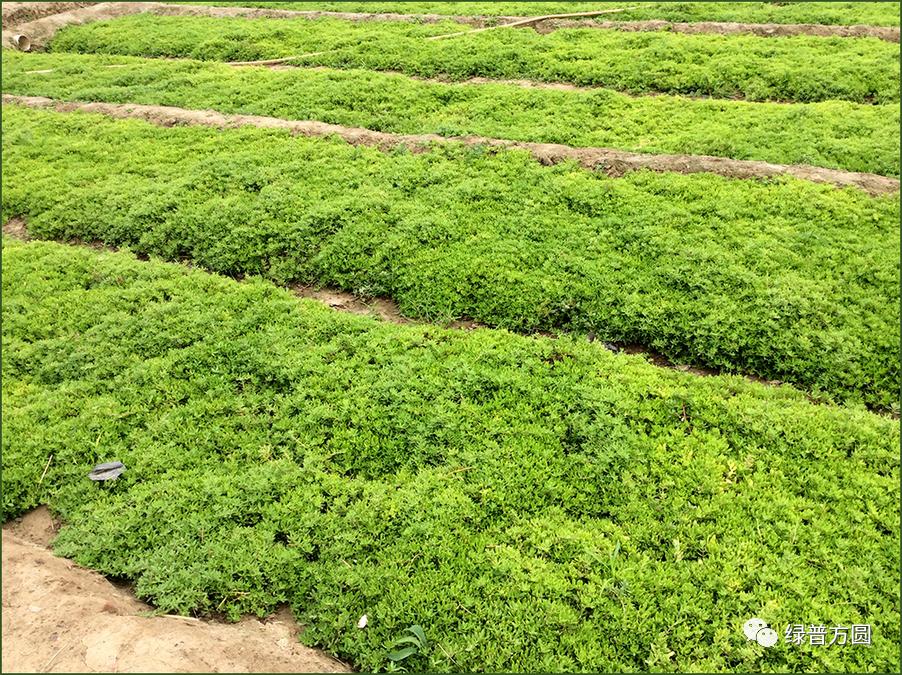 垂盆草在花境中的应用,垂盆草的功效与应用