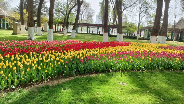 郁金香高贵典雅姿态万千,淡雅郁金香