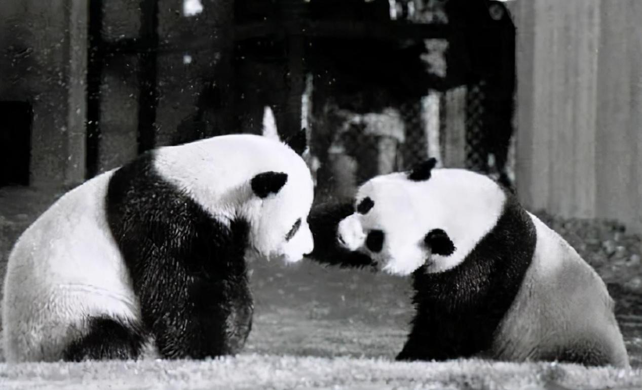 1972年，尼克松不满意毛主席送的4两茶叶，周总理一句话轻松化解