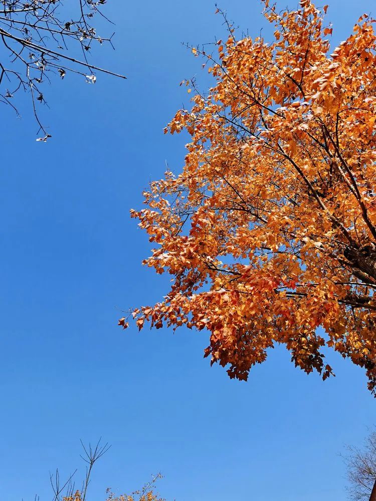 层林尽染的视频号,濮阳医专学历怎么样