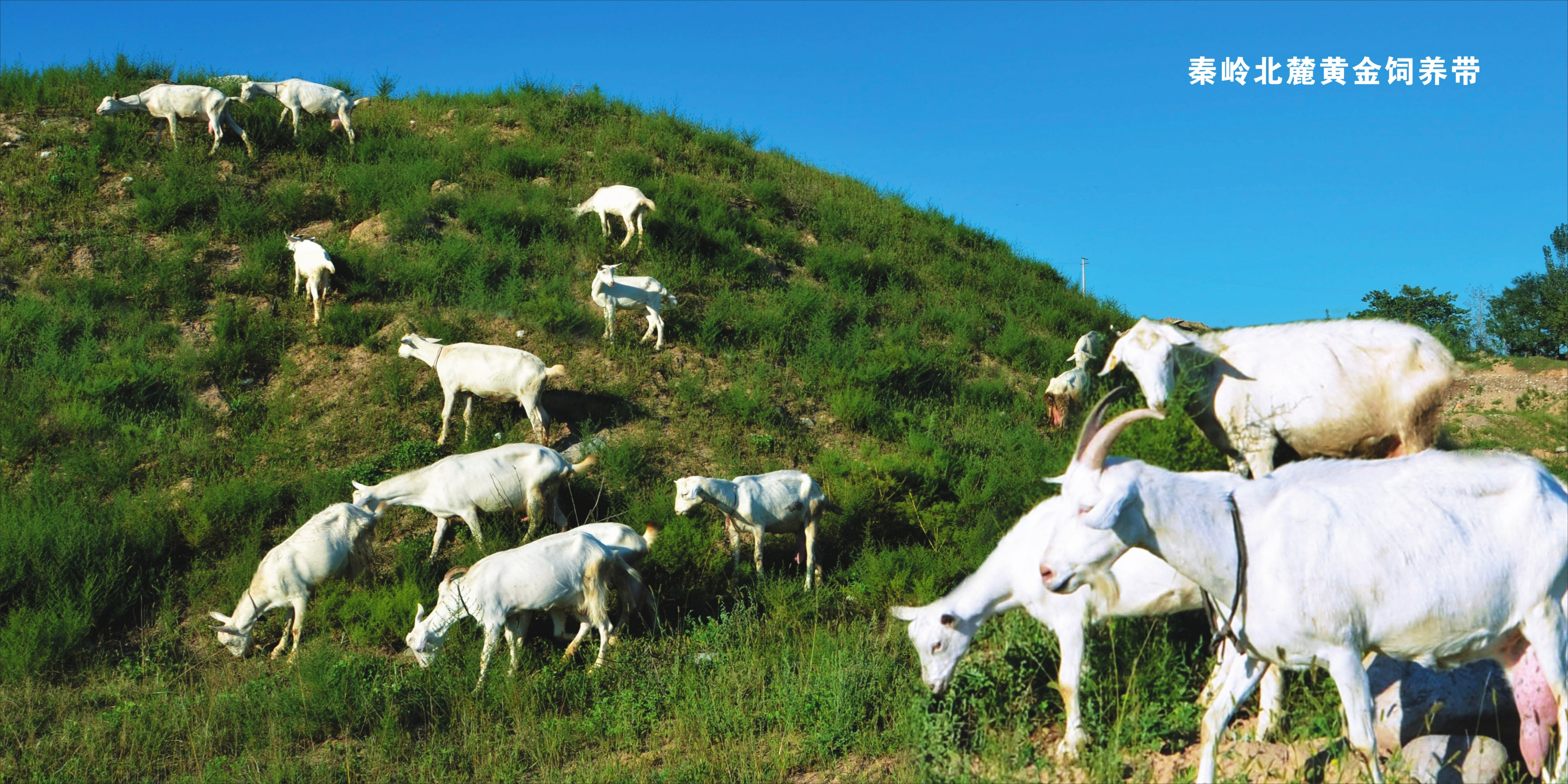 雅泰羊奶粉直播间,雅泰羊奶粉中老年