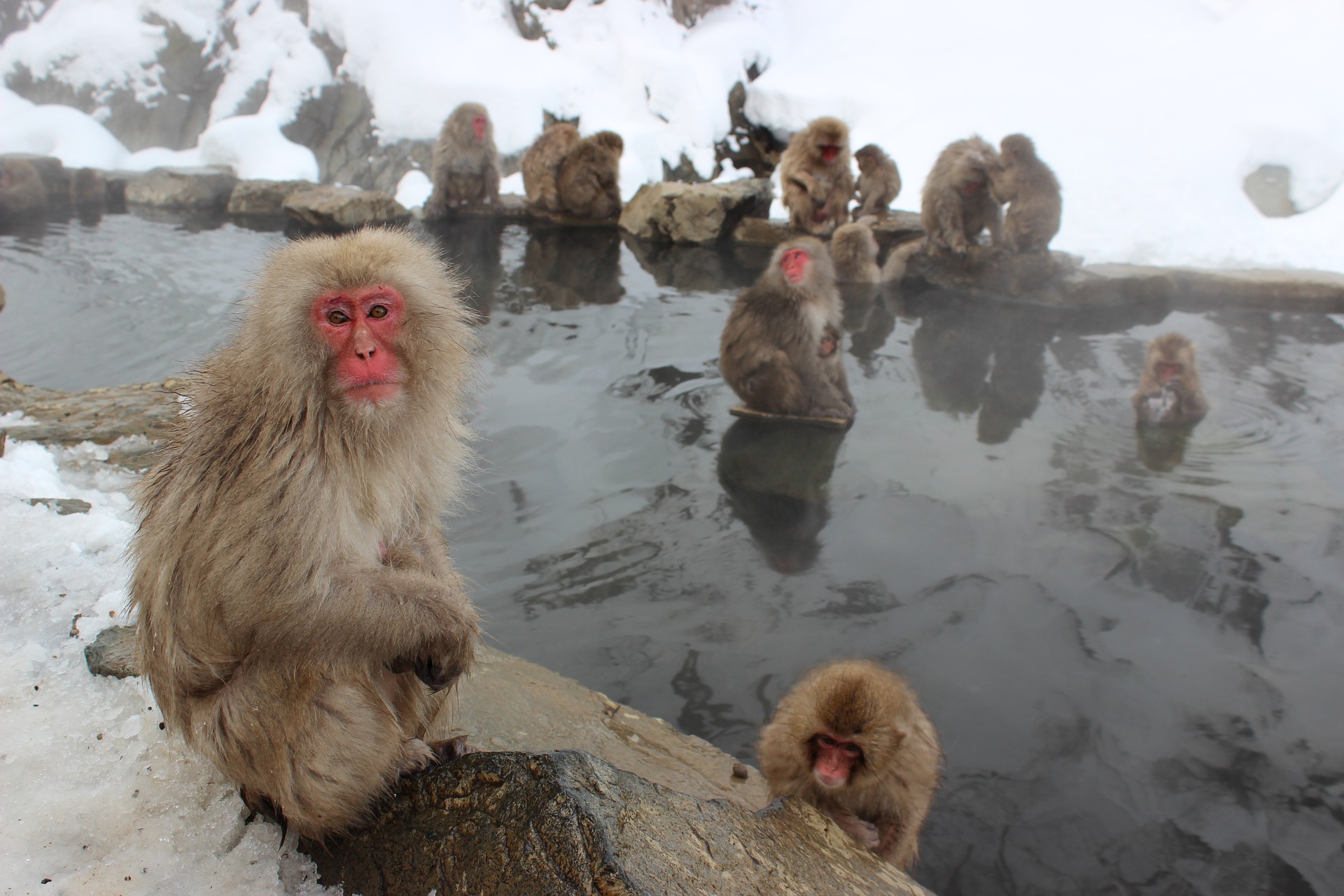 日本著名旅游景点，和人一起泡温泉的雪猴，地位不够只能被冻死
