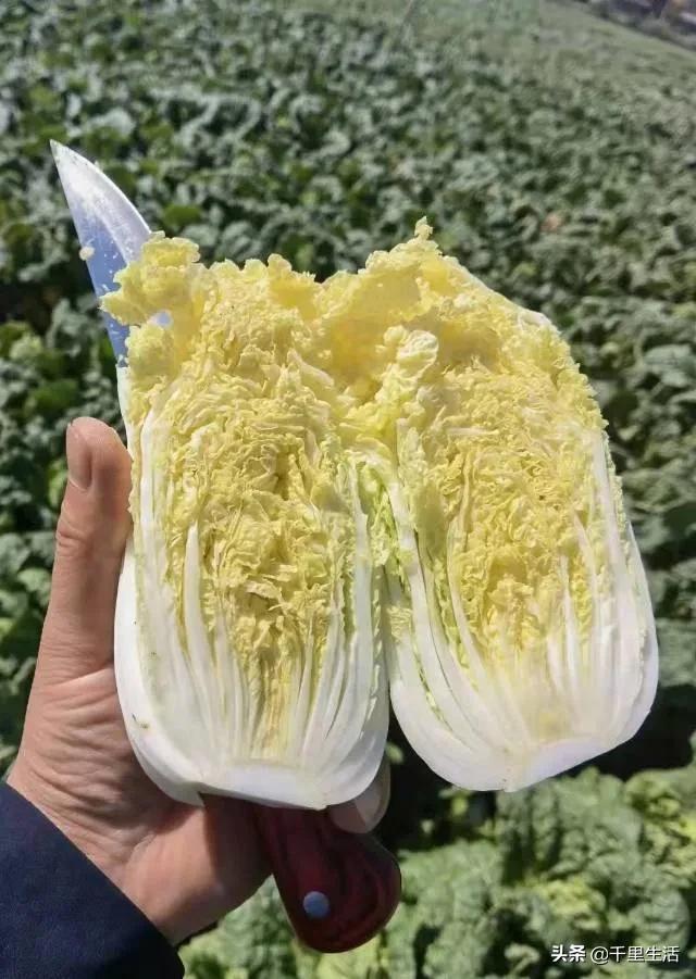 云南高山黄心白菜娃娃菜,云南哪里种娃娃菜