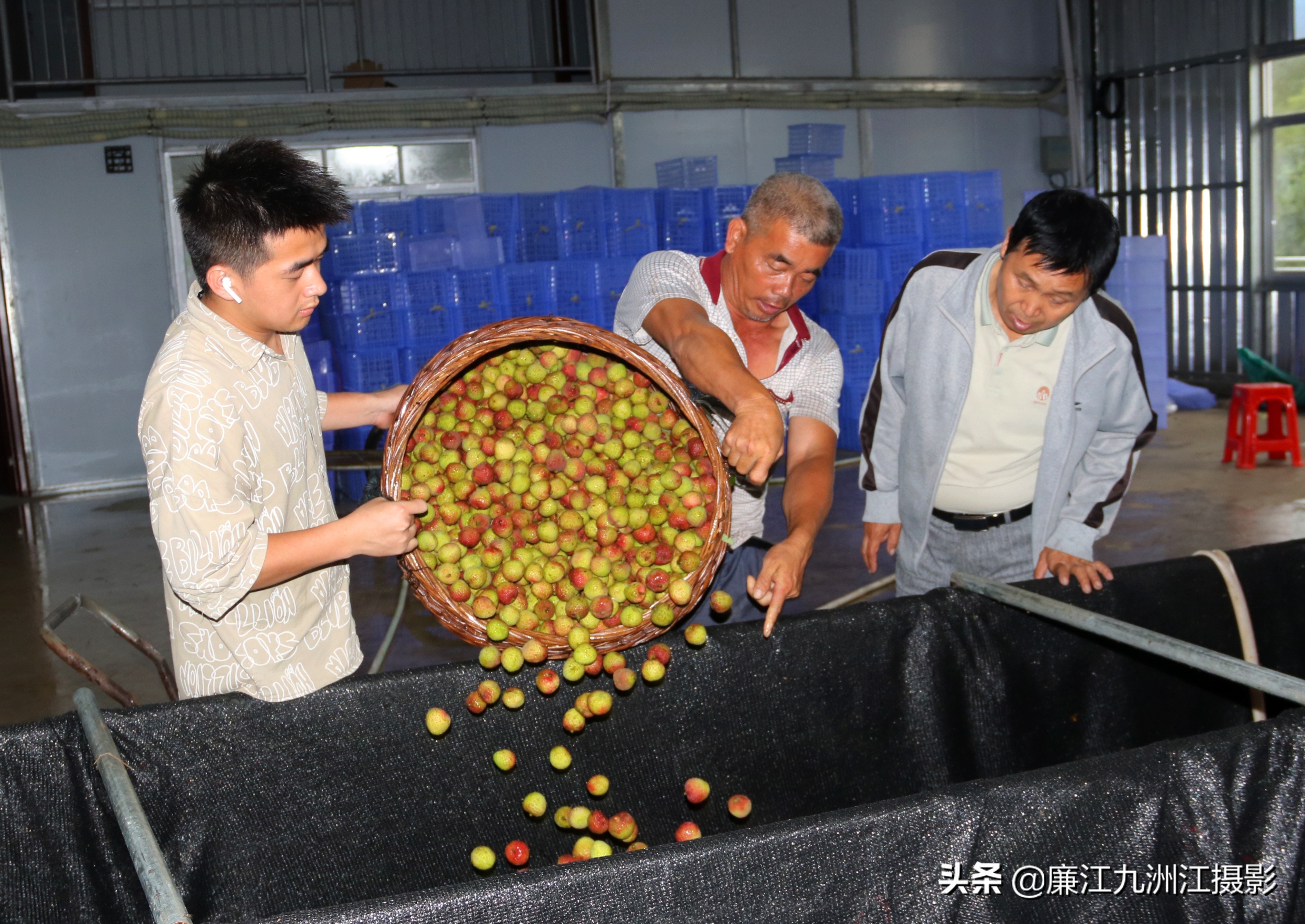 廉江吉水绿之源合作社,廉江市绿之渌分拣中心