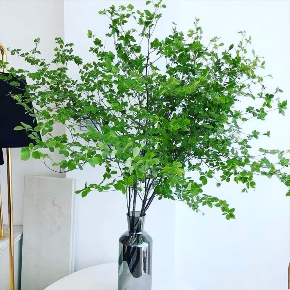 颜值超高的小清新植物,日本吊钟绿植有几个品种