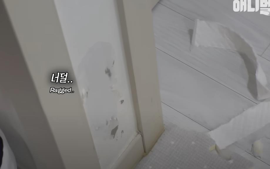 韩国女孩养迷你猪秒变大胖猪,如今带它们刻苦运动节食减肥