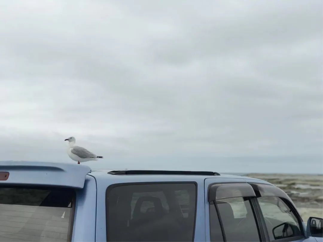 写给不被疫情束缚的心:用文字“云”游新西兰全境