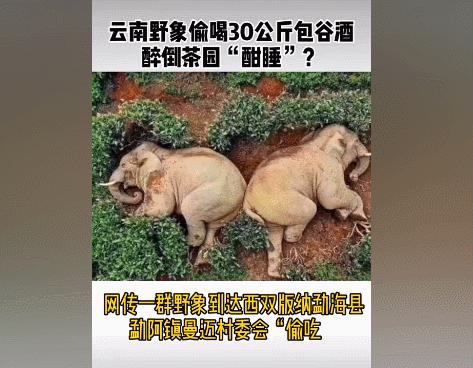 “谁再给猫喝酒，我扇烂ta的嘴巴！”