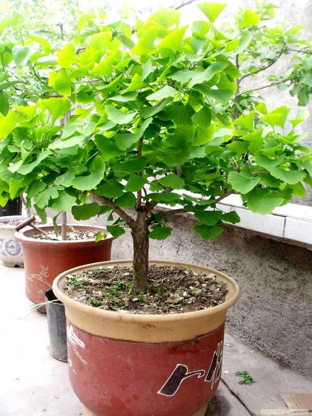 客厅有树十有九福,家中有树十家九富