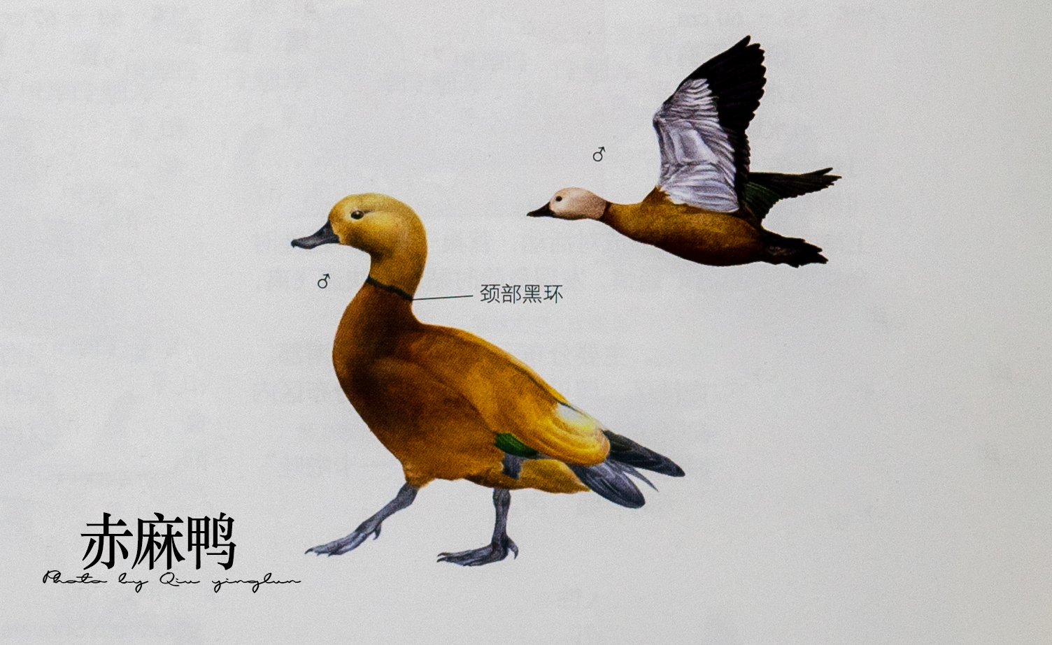 涓滄睙鎻借儨,涓滄睙鎻借儨楦熺被