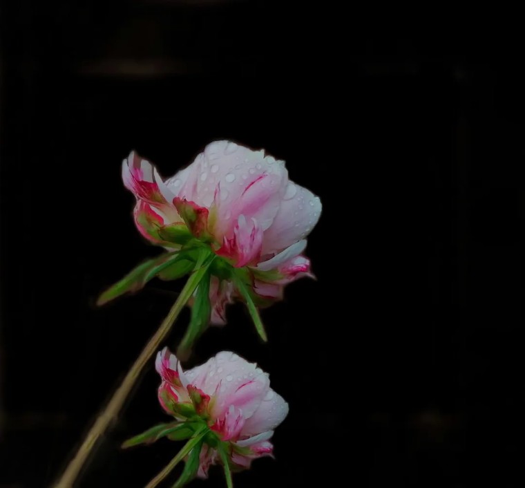 手机拍照：荷香四溢的摄影之旅！（影展点评第656期）