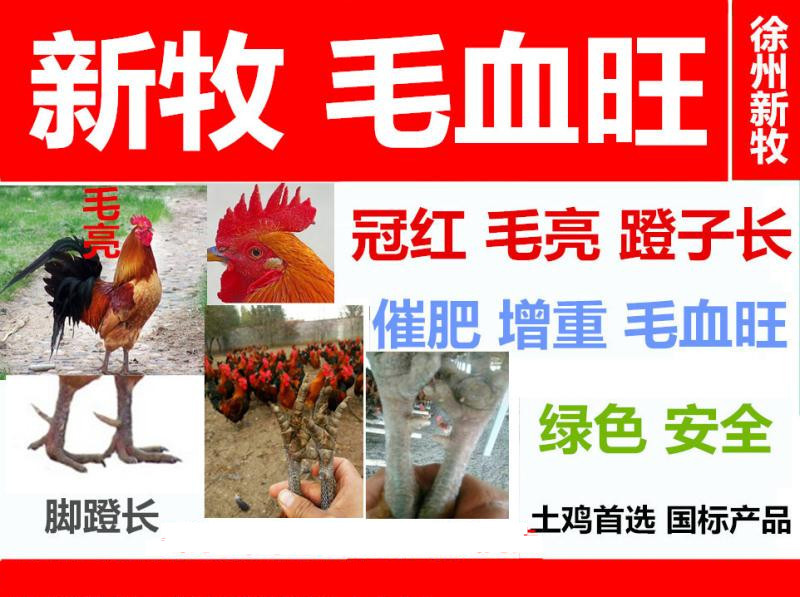 鸡毛不好看是什么原因鸡毛不好看是吃什么鸡毛不光滑吃什么