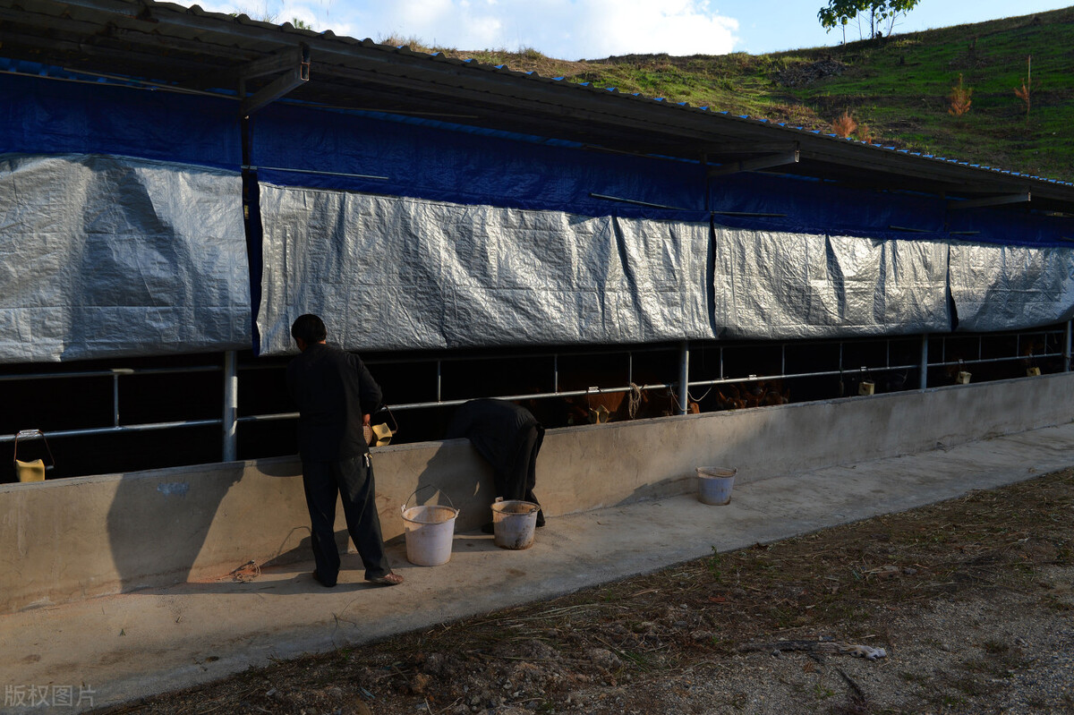 养牛户怎么挣钱,目前市场上的养牛最赚钱的方法