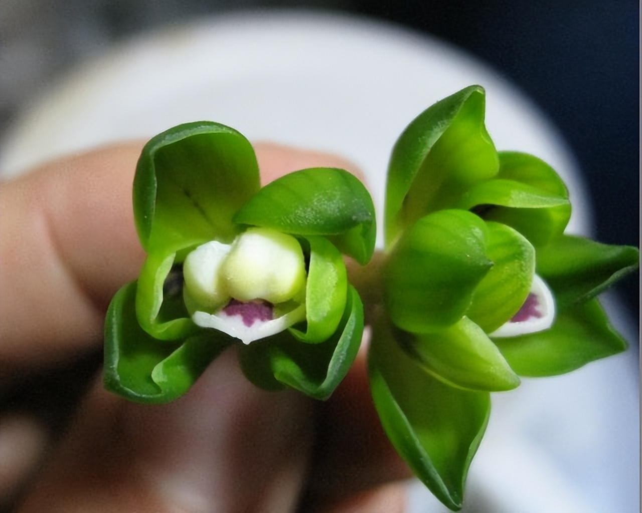 春兰绿云兰花,绿云春兰浓香型兰花