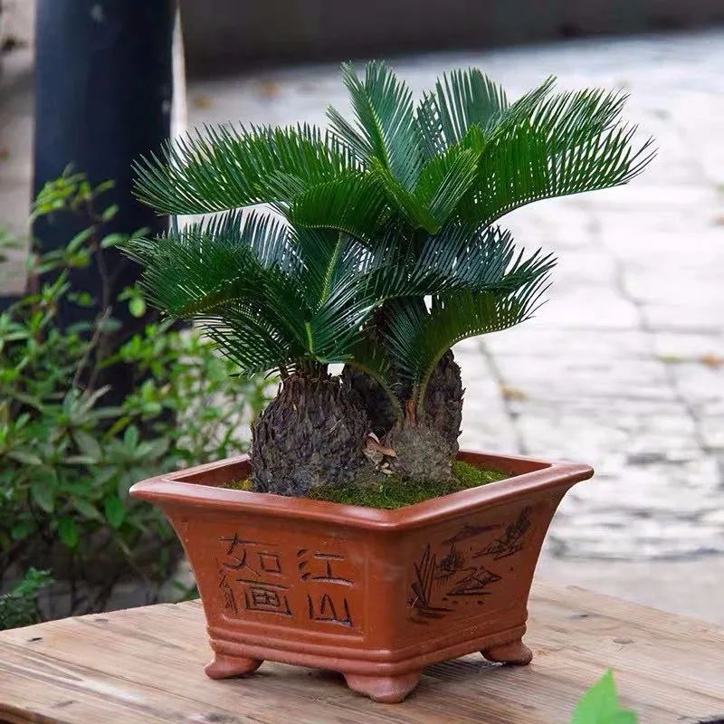 家里养的六棵风水树,4种守家树旺宅又高档