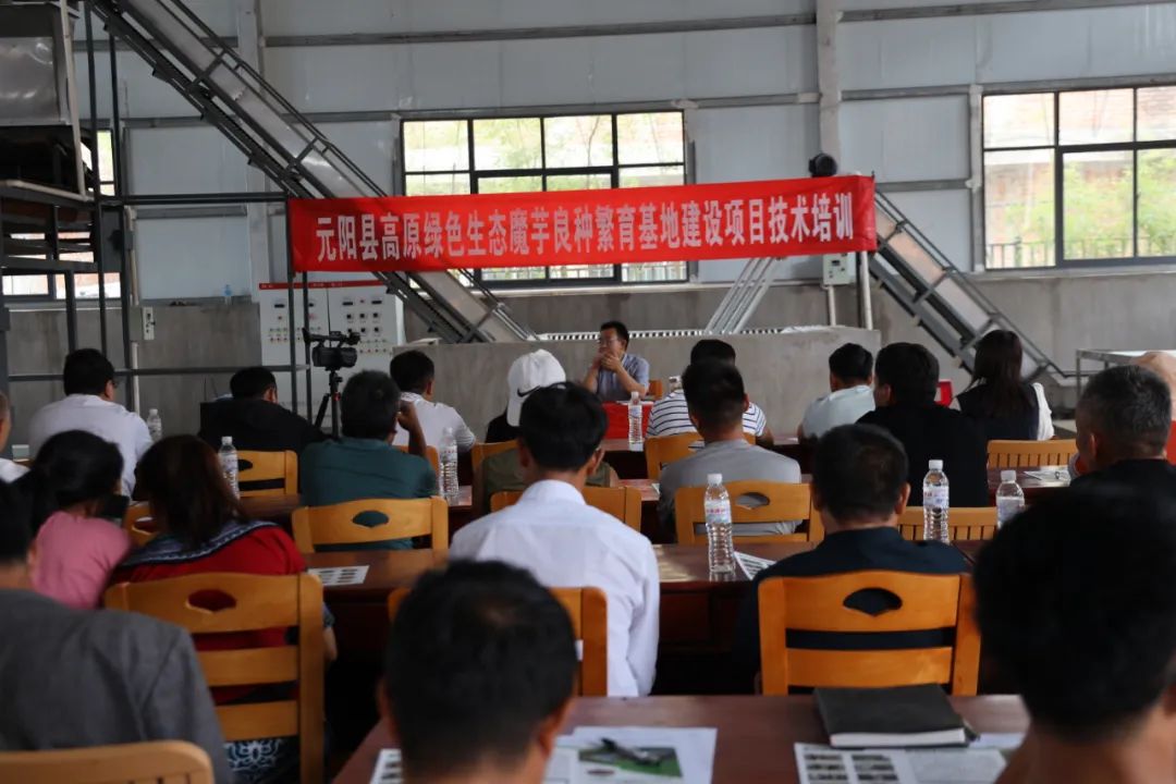 小魔芋成为村里致富新魔力,成县魔芋产业致富增收显魔力