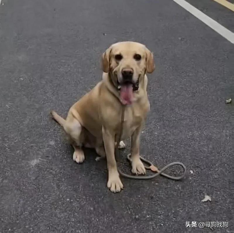 附近流浪的黑色拉布拉多犬,附近寻拉布拉多犬启事