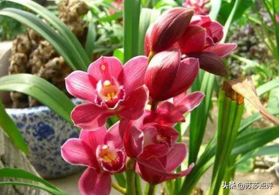 农妇掐走两株花茎，赔8万罚5千判3缓4，兰花有多名贵？