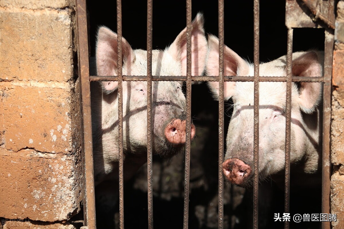 冬春交替是口蹄疫高发期，猪群感染口蹄疫怎么办，这样处理恢复快