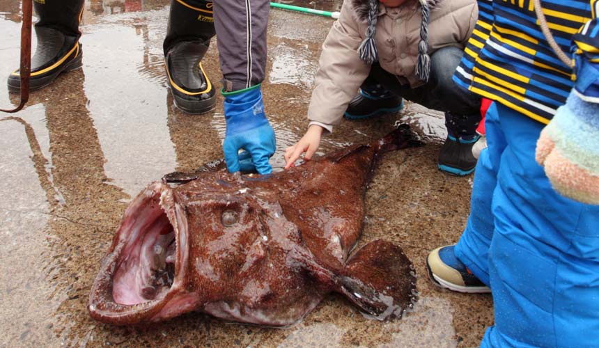 日本四大食物,日本四大特色食物