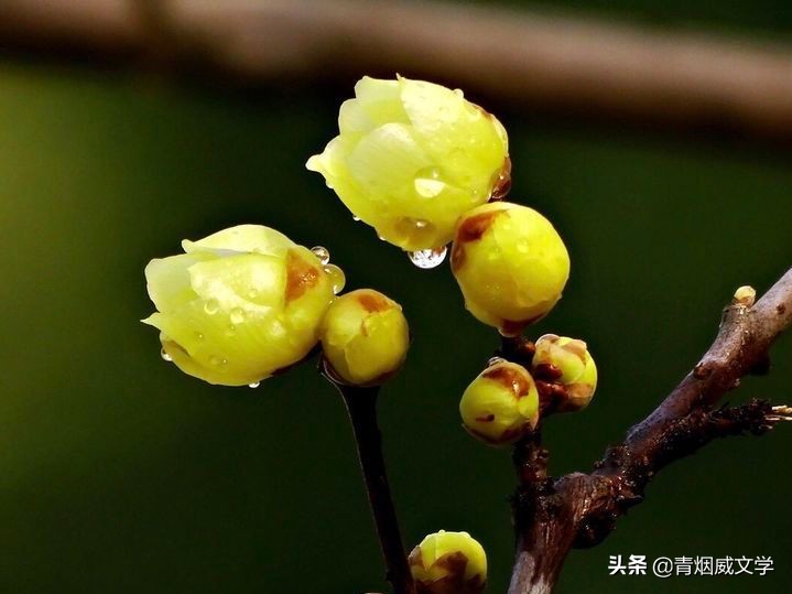 七律诗是梅花我是仙（五首）