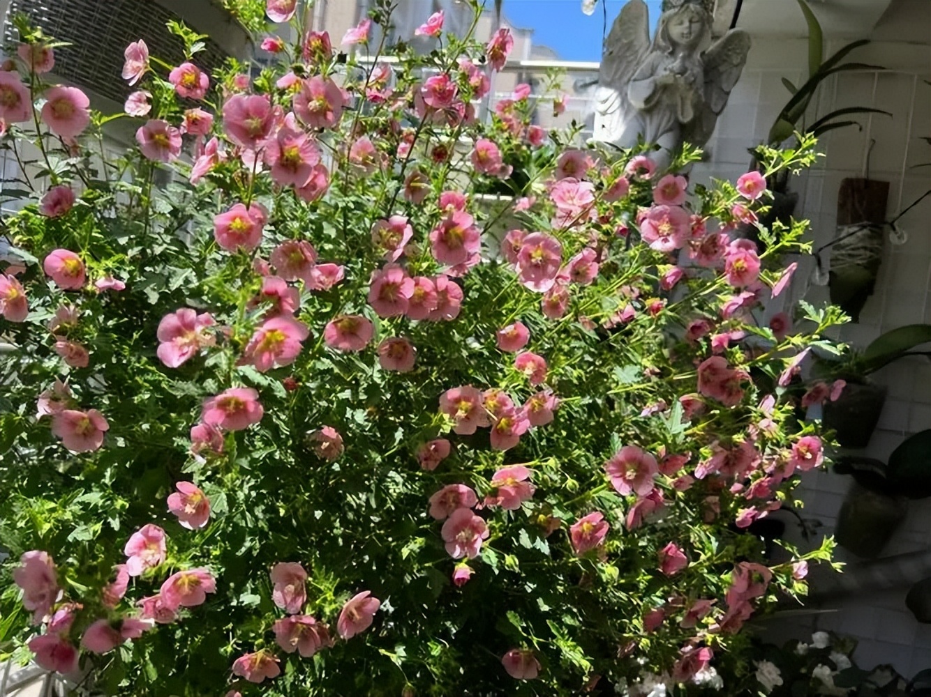 小木槿花球怎样修剪,小木槿棒棒糖大花球