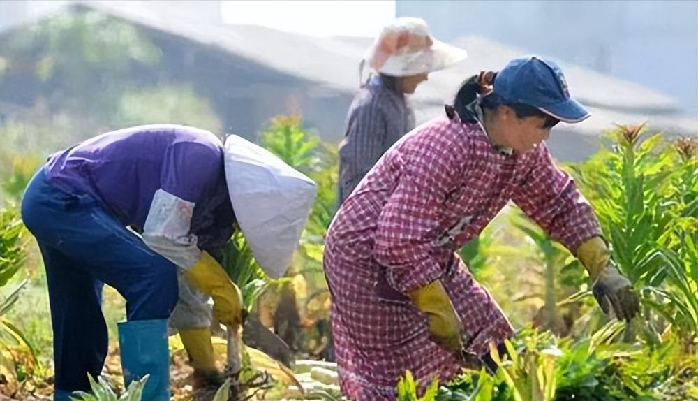 贫困地区农业发展现状,扶贫农业发展前景