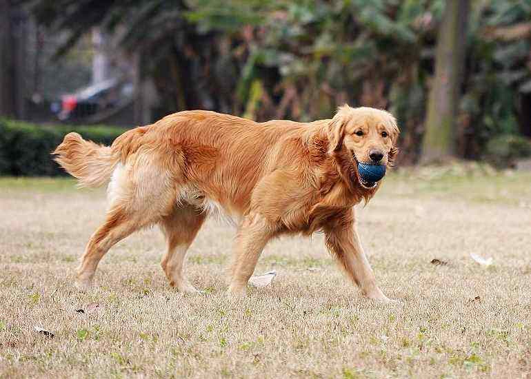 金毛纯的不纯的有什么区别,800块钱的金毛大家帮我看看纯不纯