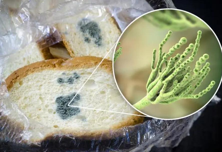 食物霉变处理流程,霉变食物应该怎样处理