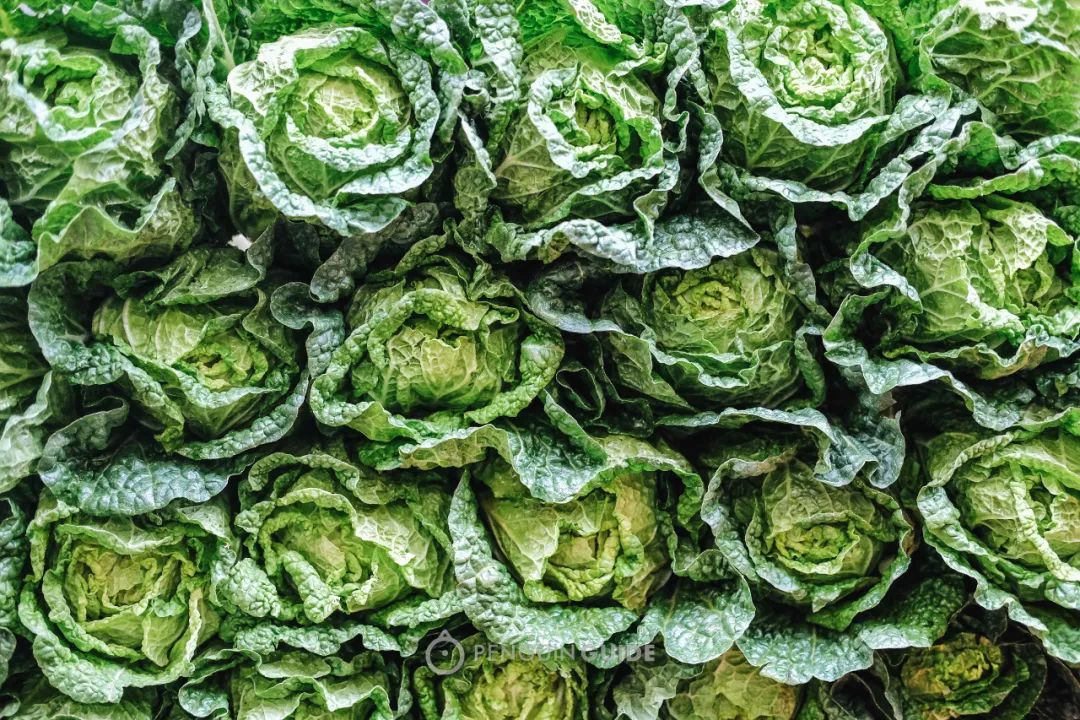 当一个南方人在北方吃西瓜,当一个南方人在北方点一个菜