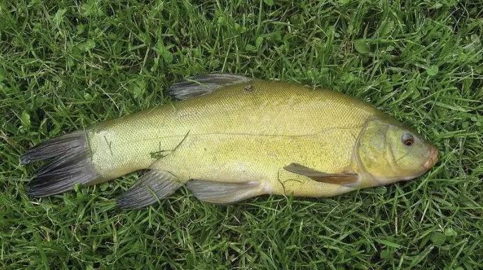 严禁从什么地方购买放流水生生物,哪些鱼类禁止放流