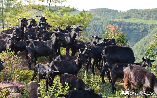 养50只母黑山羊一年能赚多少钱,养五十只黑山羊一年能赚多少钱
