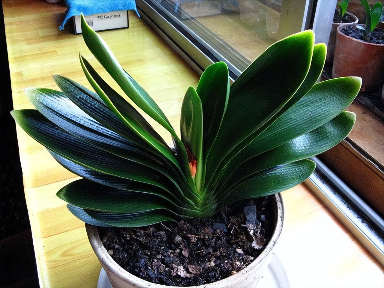 君子兰是在室外养好还是室内养好,君子兰是在室内养好还是室外养好