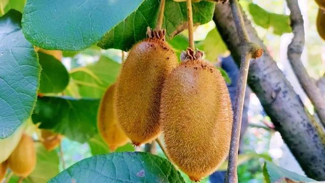 甘肃的什么地方的水果最好吃,甘肃的特色水果是什么