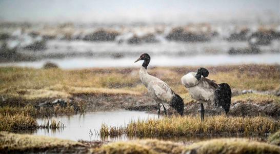 玉树有哪些风景比较好,玉树景观