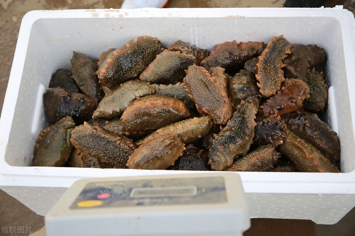 即食海参怎么保存冷藏还是冷冻,即食海参可以冷藏多久