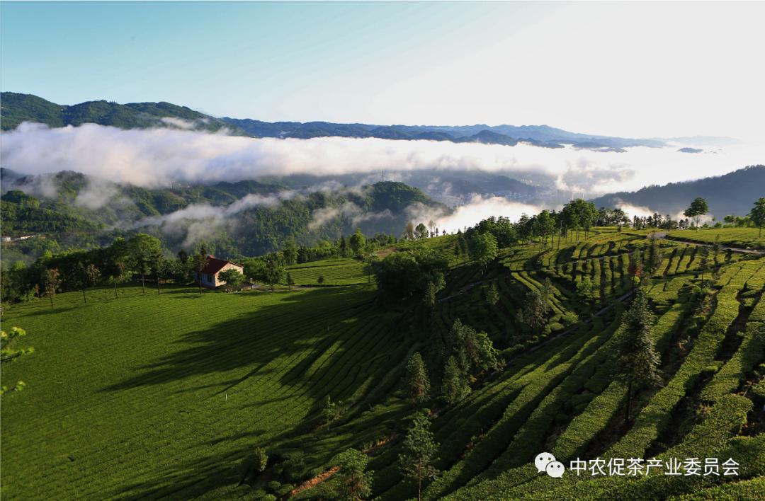 湖北省五峰毛尖绿茶,湖北五峰毛尖绿茶