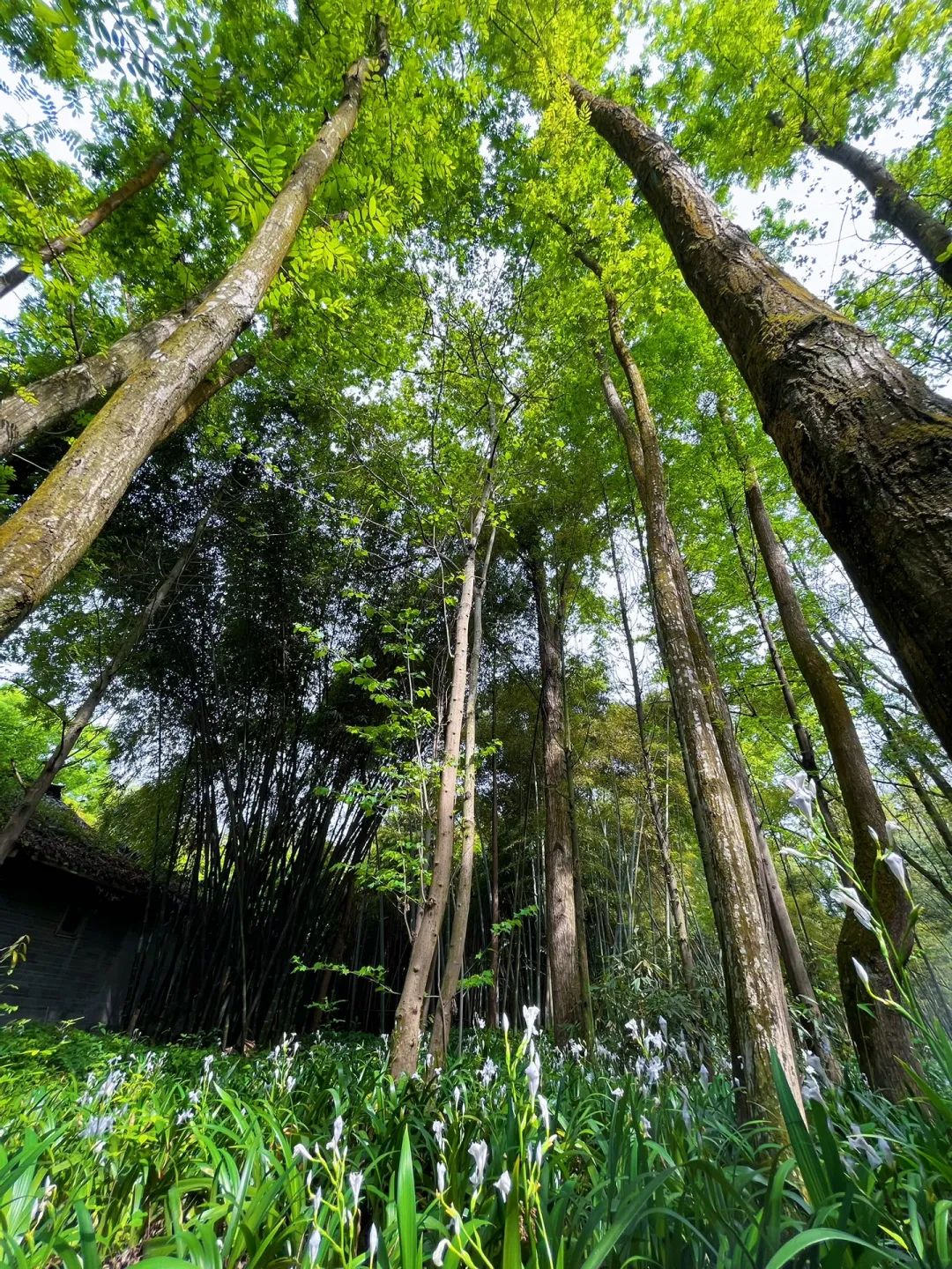 成都周边夏季周末好去处,端午成都周边游推荐
